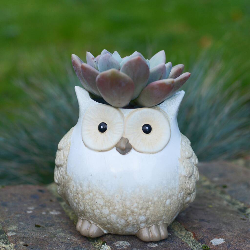 Owl Succulent