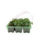 Purple Cyclamen 12 Plants – UK Grown Winter Bedding Flowers, thumbnail 2 of 4