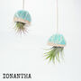 Original Handmade Jellyfish Air Plants, Gift For Plant Lovers, thumbnail 5 of 12