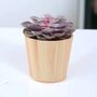 Echeveria Purple Pearl Succulent In 12cm Pot, thumbnail 6 of 7
