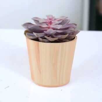 Echeveria Purple Pearl Succulent In 12cm Pot, 6 of 7