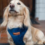 Made To Measure Velour Custom Dog Harnesses, thumbnail 4 of 7