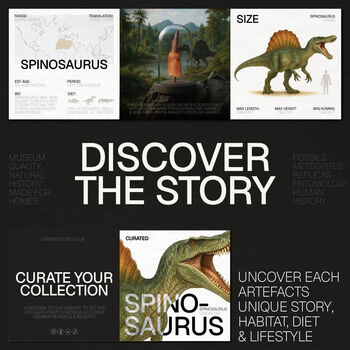 Spinosaurus Tooth And Watercolour Illustration Box Frame Real Authentic Jurassic Dinosaur Fossil Museum Quality Natural History Interior Design Home Decor Gift Ornament, 4 of 7