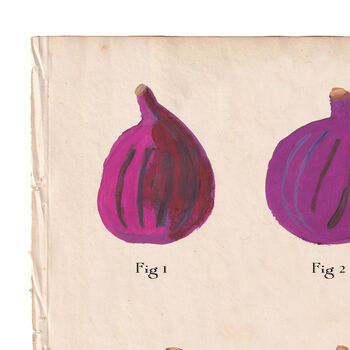 Botanical Humorous Fig Print, 3 of 7