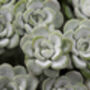Sedum Plants 'Cape Blanco', thumbnail 3 of 6