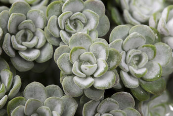 Sedum Plants 'Cape Blanco', 3 of 6