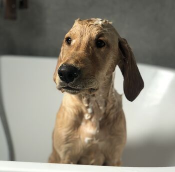 Natural Dog Shampoo, 3 of 5