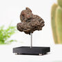 Dinosaur Poo Bespoke Solid Oak Stand Authentic Dinosaur Dung Fossil, thumbnail 1 of 3