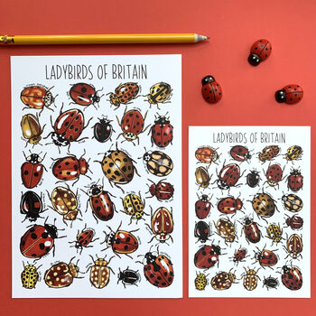 Ladybirds Of Britain Illustrated Postcard, 2 of 12