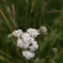 Foraging Experience Walk For Two In The South Downs, thumbnail 12 of 12