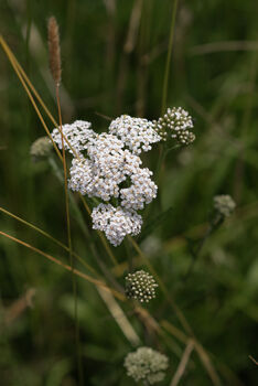 Foraging Experience Walk For Two In The South Downs, 12 of 12