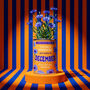 Personalised December Grow Your Own Flower Gift, thumbnail 1 of 4
