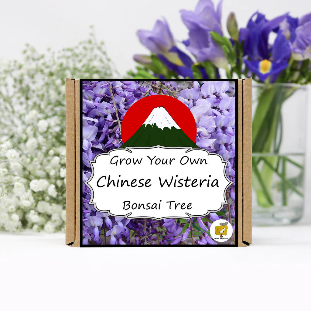 Grow Your Own Wisteria Bonsai Tree Growing Kit, 1 of 5