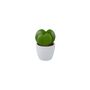 Duo Hoya Heart Plant – Easy Care 6cm Succulent Gift, thumbnail 2 of 8