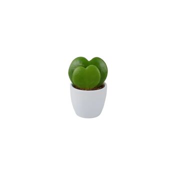 Duo Hoya Heart Plant – Easy Care 6cm Succulent Gift, 2 of 8