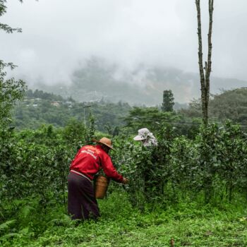 Ruby Black Loose Leaf Tea, 6 of 8