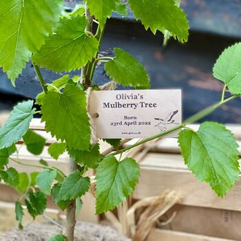 Personalised Baby's First Tree Gift, 2 of 8