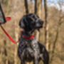 Personalised Luxury Leather Dog Lead, thumbnail 2 of 9