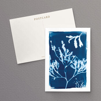 British Seaweed Postcard Pack Of Five, 5 of 10