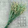 Preserved Dried Gypsophila Bunch, thumbnail 2 of 7