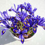 Spring Bulbs Iris Reticulata 12 X Bulb Pack, thumbnail 3 of 5