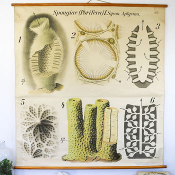 Vintage Biology Chart, Pfurtenschneller Sponge, 2 of 5
