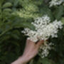 Elderberry Plants, 'Haidegg', thumbnail 5 of 9