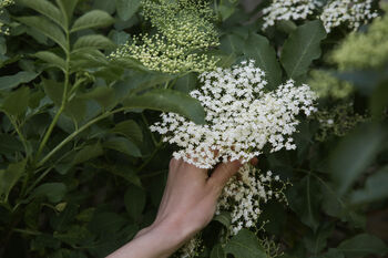 Elderberry Plants, 'Haidegg', 5 of 9