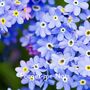Happy Mothers Day Cottage Garden Seed Kit, thumbnail 9 of 10