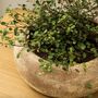 Antique Terracotta Plant Bowl, thumbnail 4 of 8