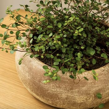 Antique Terracotta Plant Bowl, 4 of 8