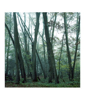 Misty Trees, Thornham Walks, Art Print, 5 of 7