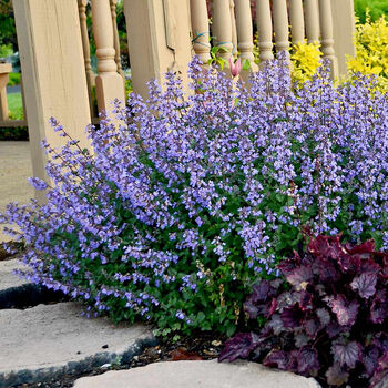 Grow Your Own Vibrant Rock Garden Gift Set, 7 of 8