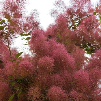 Smoke Bush Plants, 'Red Magical Fountain' 3 L Pot, 3 of 3
