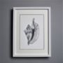 Limited Edition Conch Shell Giclee Print, thumbnail 2 of 5