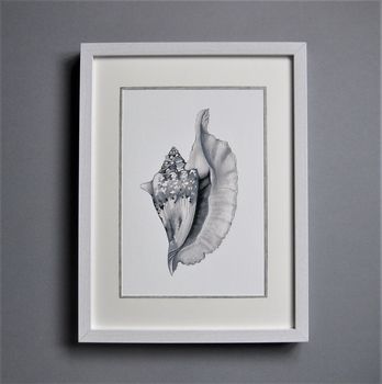 Limited Edition Conch Shell Giclee Print, 2 of 5