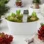 Fragrant Hyacinth Indoor Planter In White Trough, thumbnail 6 of 7
