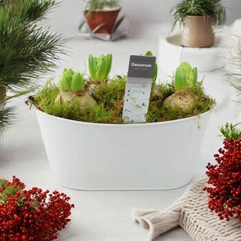Fragrant Hyacinth Indoor Planter In White Trough, 6 of 7