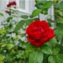 Rose Floribunda Remembrance One X Plant In A Five L Pot, thumbnail 2 of 5