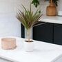 Dracaena Marginata Dragon Tree – 12cm Indoor Plant, thumbnail 7 of 8