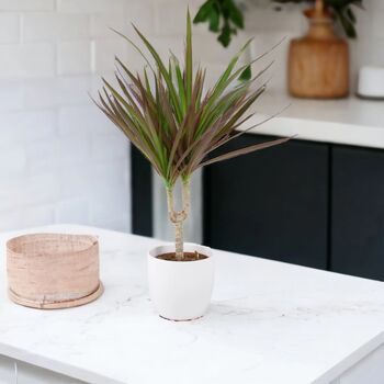 Dracaena Marginata Dragon Tree – 12cm Indoor Plant, 7 of 8