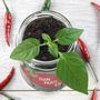 Personalised 'Don't Kill Me' Chilli Jar Grow Kit, thumbnail 5 of 10