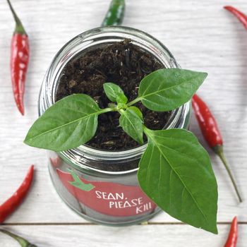 Personalised 'Don't Kill Me' Chilli Jar Grow Kit, 5 of 10