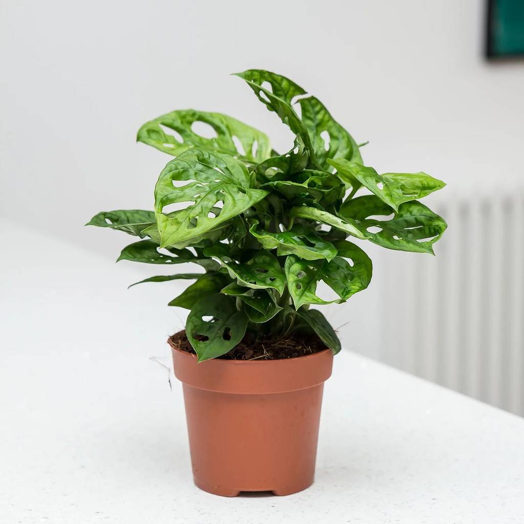 Image of Monstera Monkey Mask 'Monstera Adansonii' House Plant