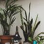 Six Month Alcohol Free Discovery Box Deliveries, thumbnail 5 of 11