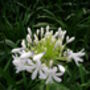 Agapanthus Queen Mum Easter Plant Gift, thumbnail 2 of 2