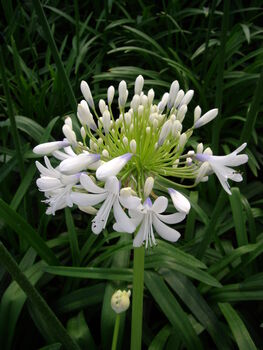Agapanthus Queen Mum Easter Plant Gift, 2 of 2