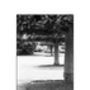 Treeline, Anglesey Abbey Photographic Art Print, thumbnail 3 of 4