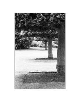 Treeline, Anglesey Abbey Photographic Art Print, 3 of 4