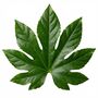 Fatsia Japonica7.5 L Architectural Evergreen Shrub, thumbnail 3 of 5